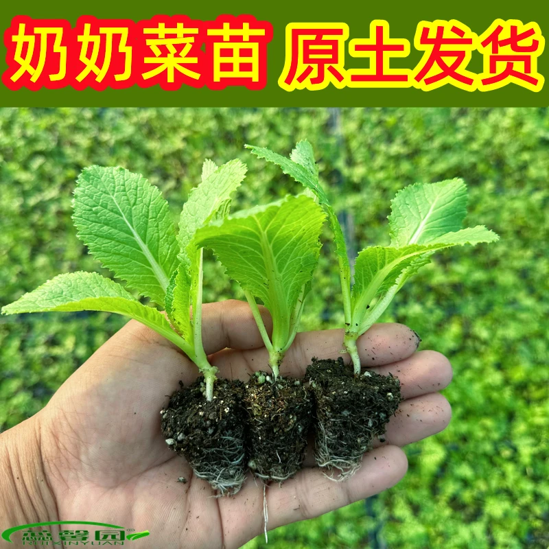 奶奶菜苗鼻孔菜苗青帮菜儿菜苗芥菜大头菜苗秋冬四季高产种幼秧苗