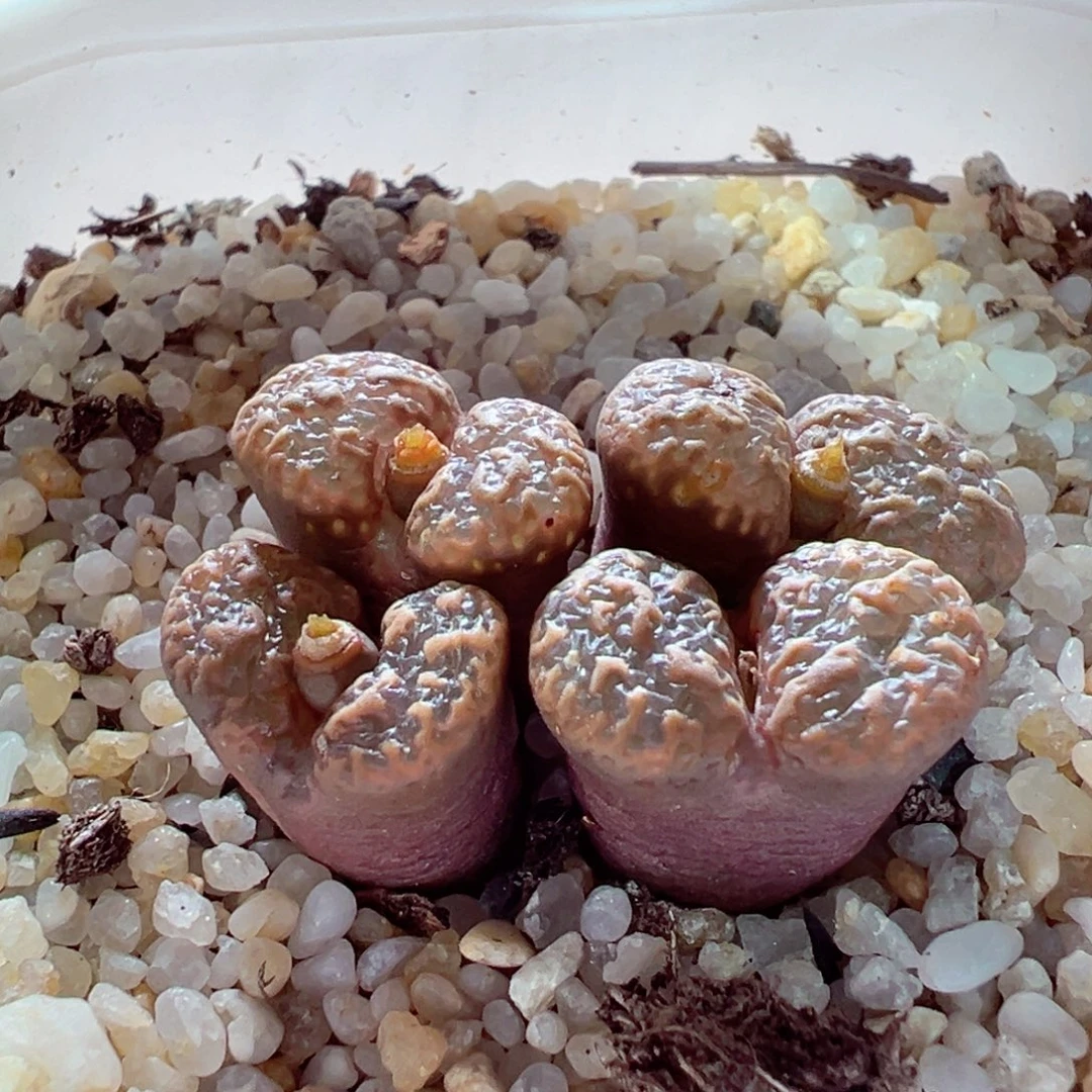 1211-481多肉多肉鱼子酱