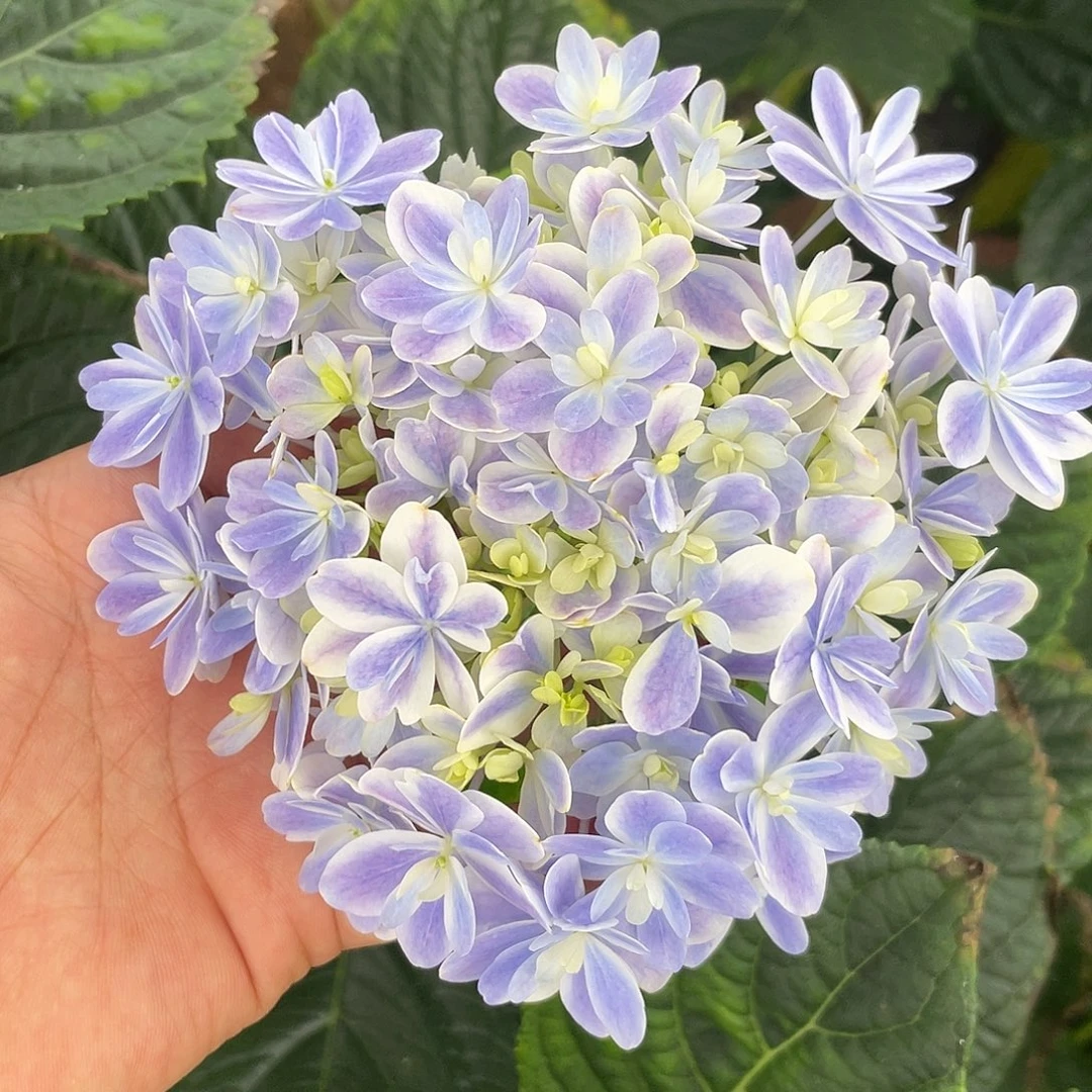 绣球切花一物一拍3枝起包邮，190