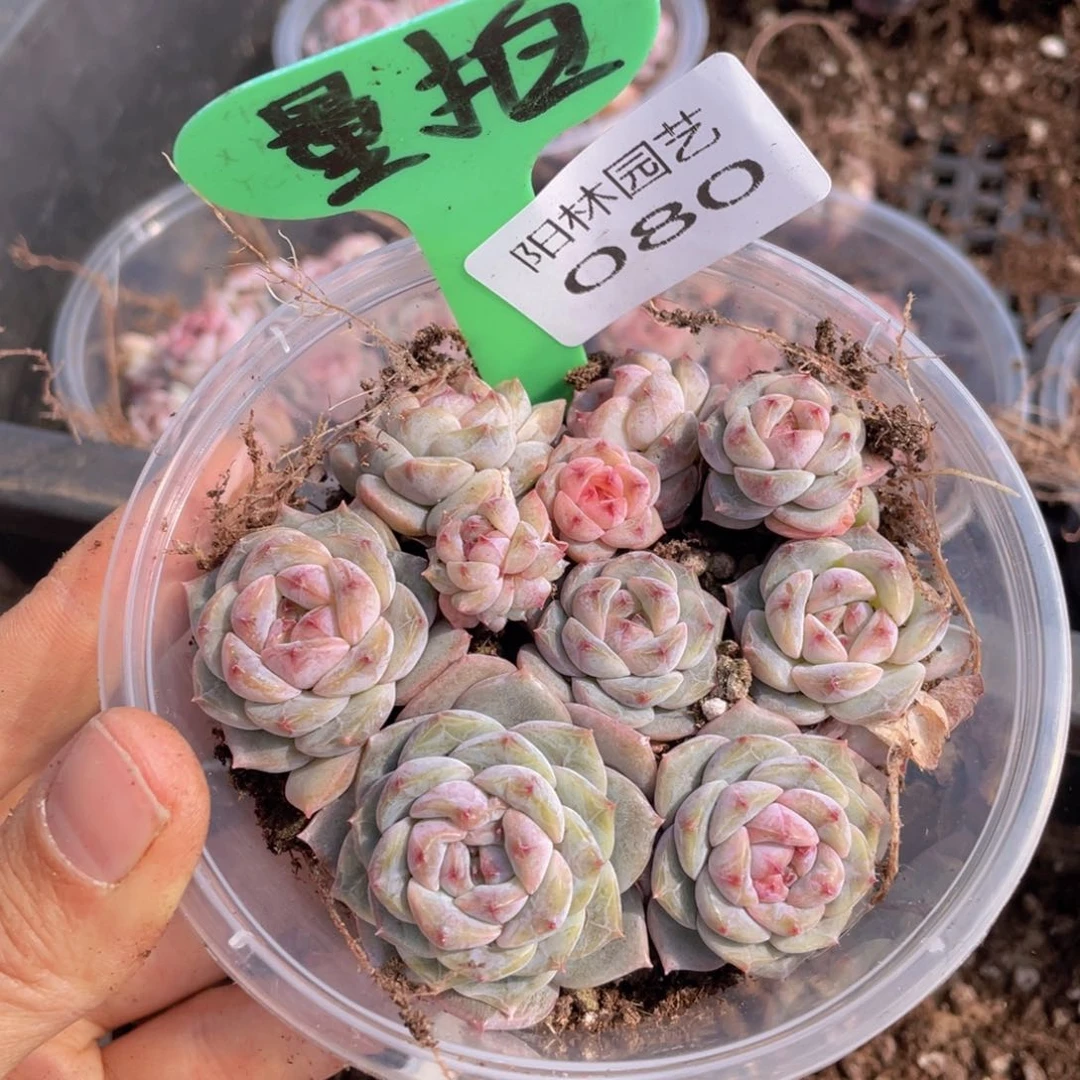 量拍多肉植物多肉植物80