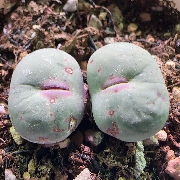 用***0开播福利来啦 721