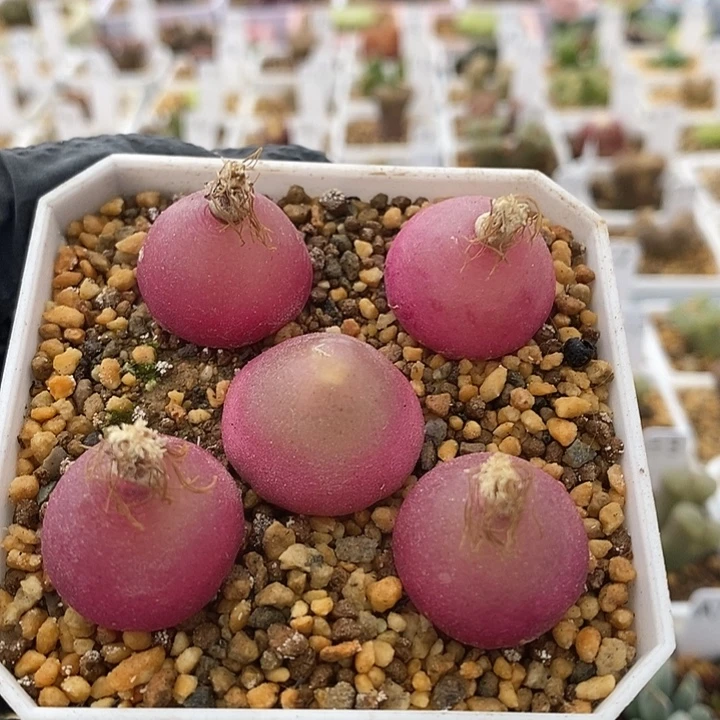 一物一拍灯泡母本5颗尺寸1.9到2.2