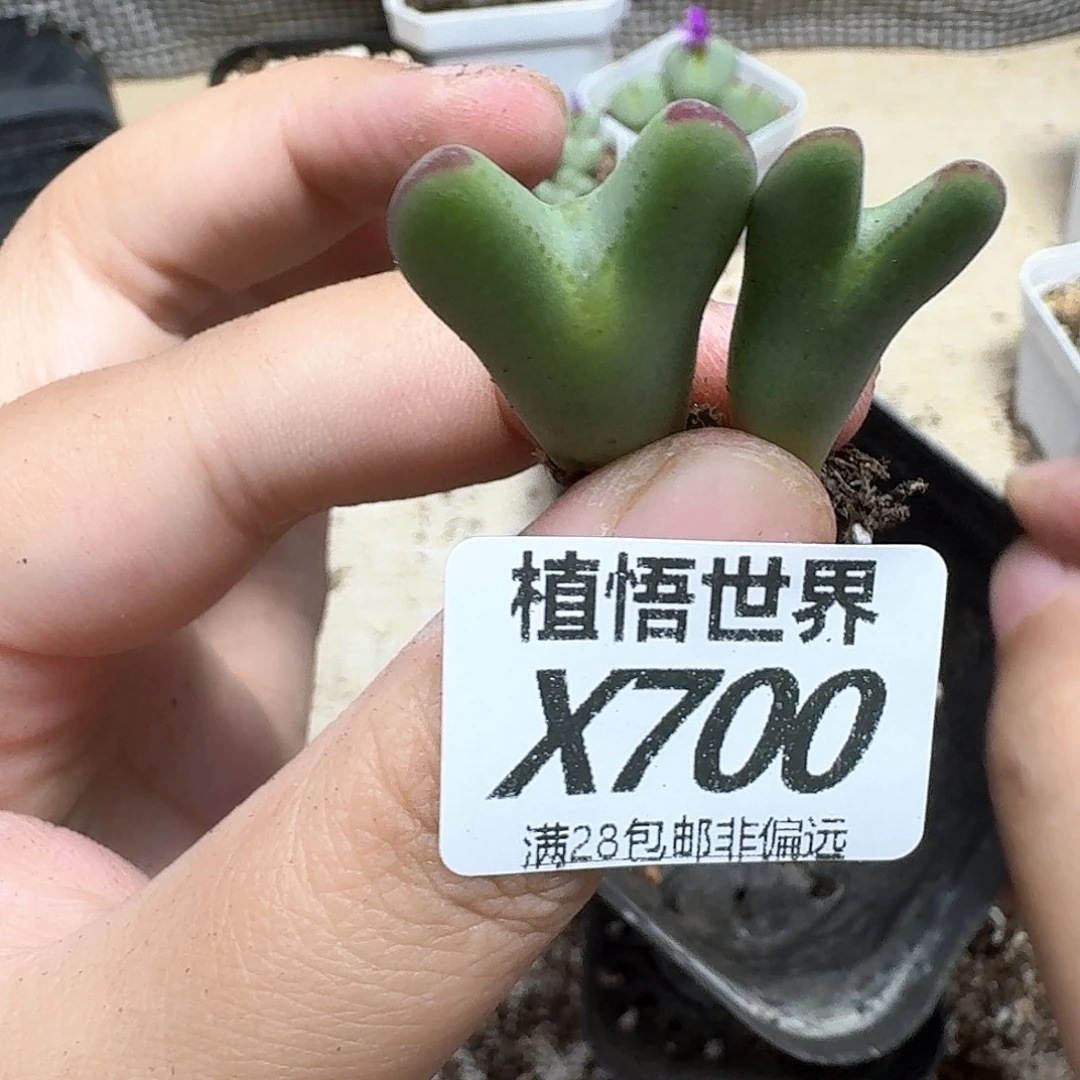 多肉植物的润泽地fg