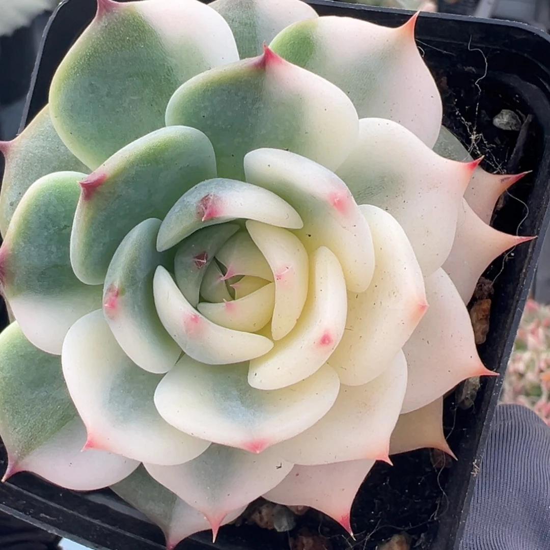 吉娃娃锦，宽圆叶花脸锦