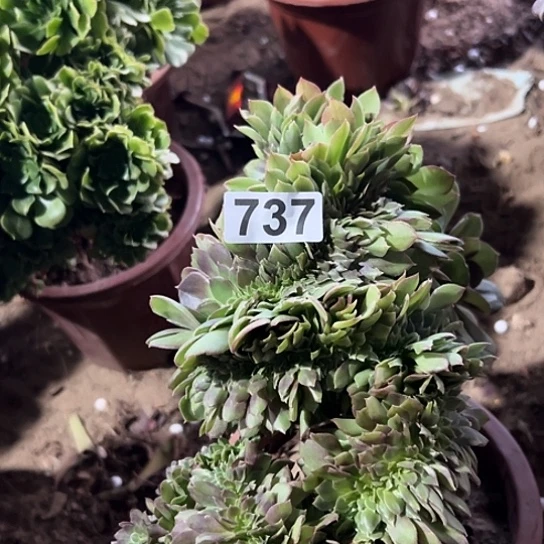 ღ****多肉植物一个万追737