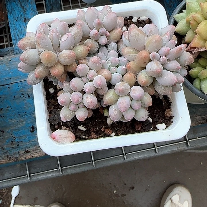 青蛙王子儿童牙膏111