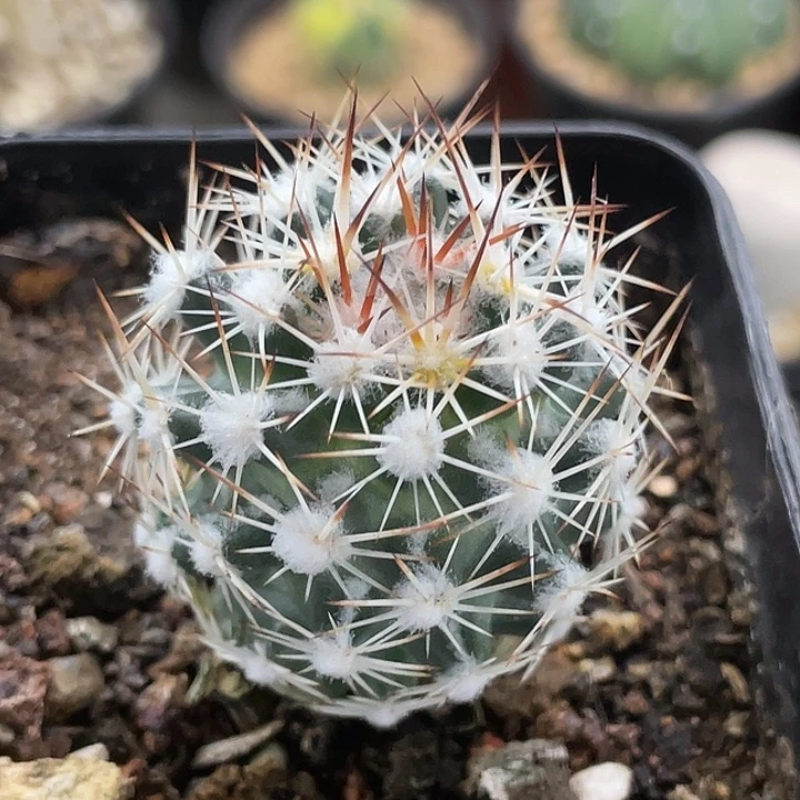雪花丸实生仙人球
