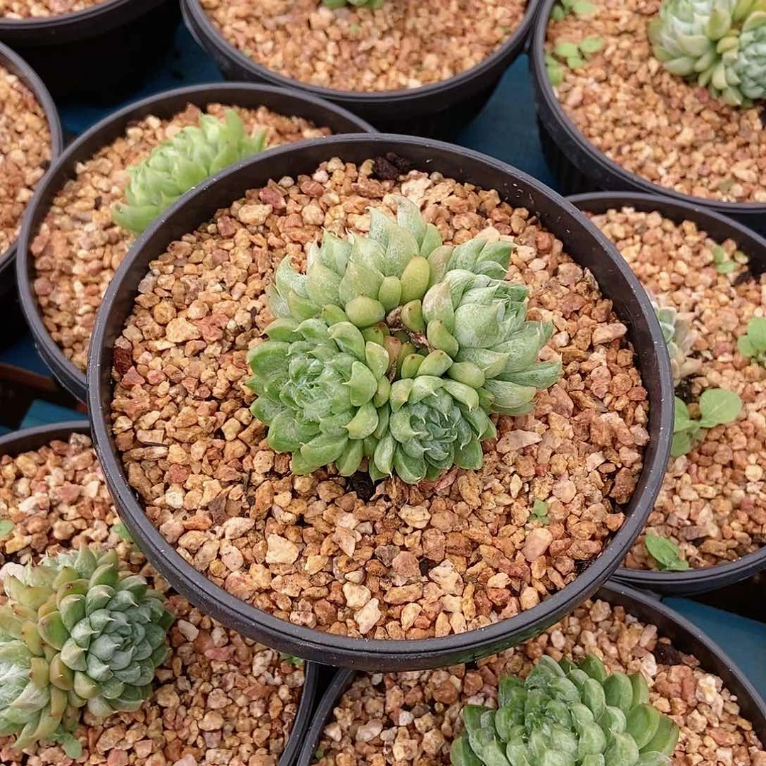 【闪购商品】蒙太奇群生小老桩