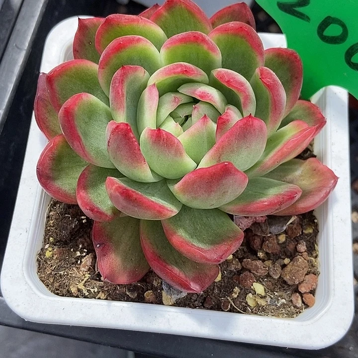 释***了多肉植物水晶珍妮200