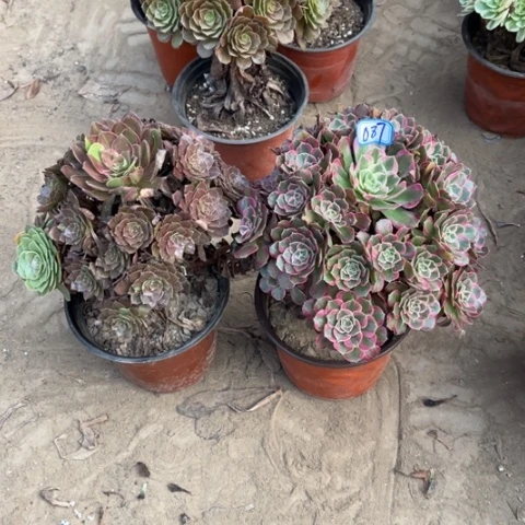 087多肉植物组合，