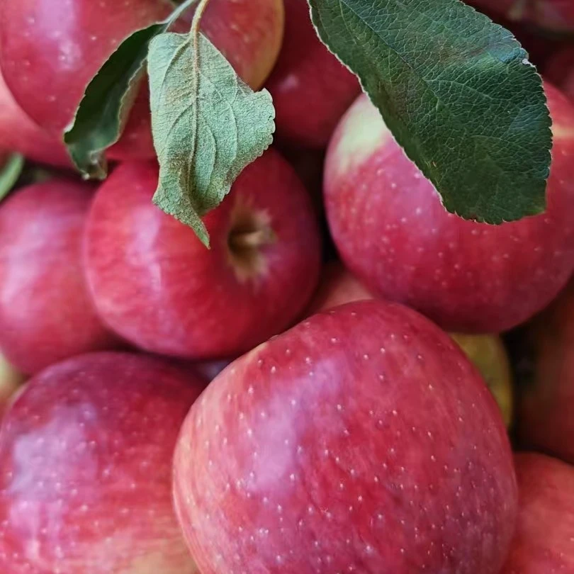 寺河山迷你脆甜小苹果