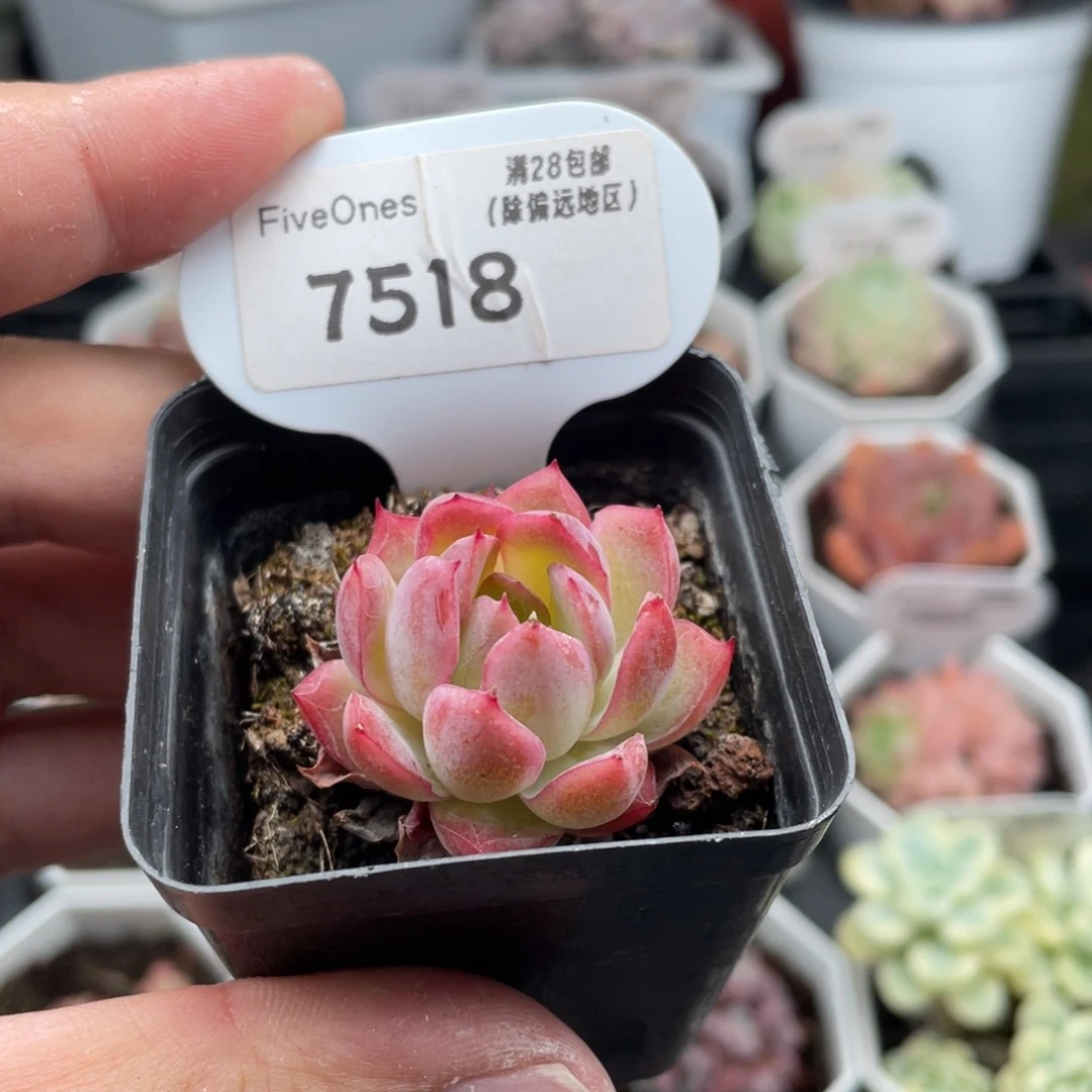 西西里7518-3厘米