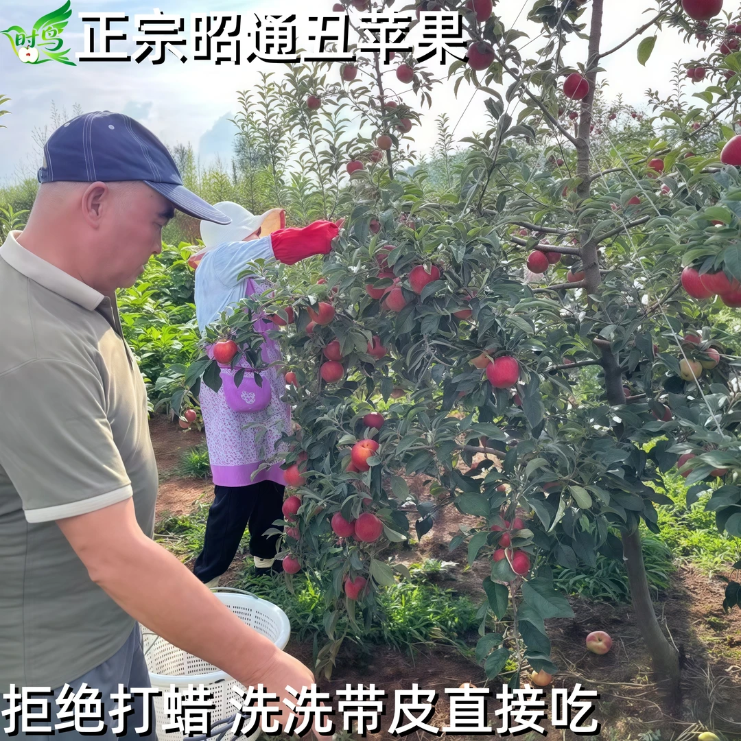 云南高山红甜苹果正宗昭通新鲜昭通糖心苹果当季时令水果孕妇儿童