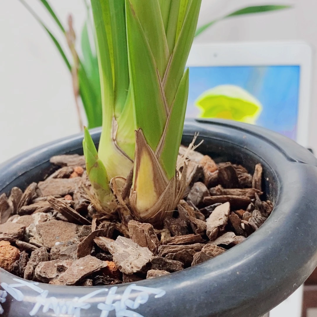 寒***翁当前无花栽培后可以开花