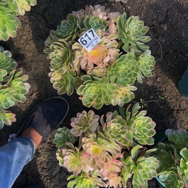 海燕花花25-33包邮花花