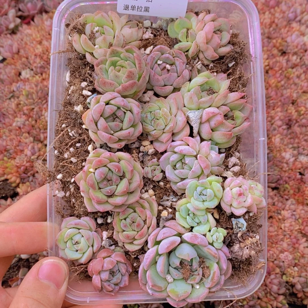 57多肉一物一拍链接