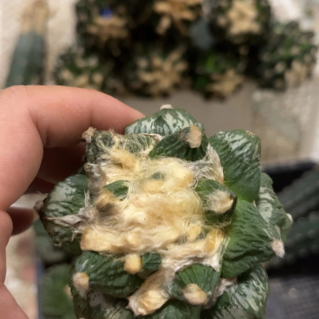 放放放福利福利福利