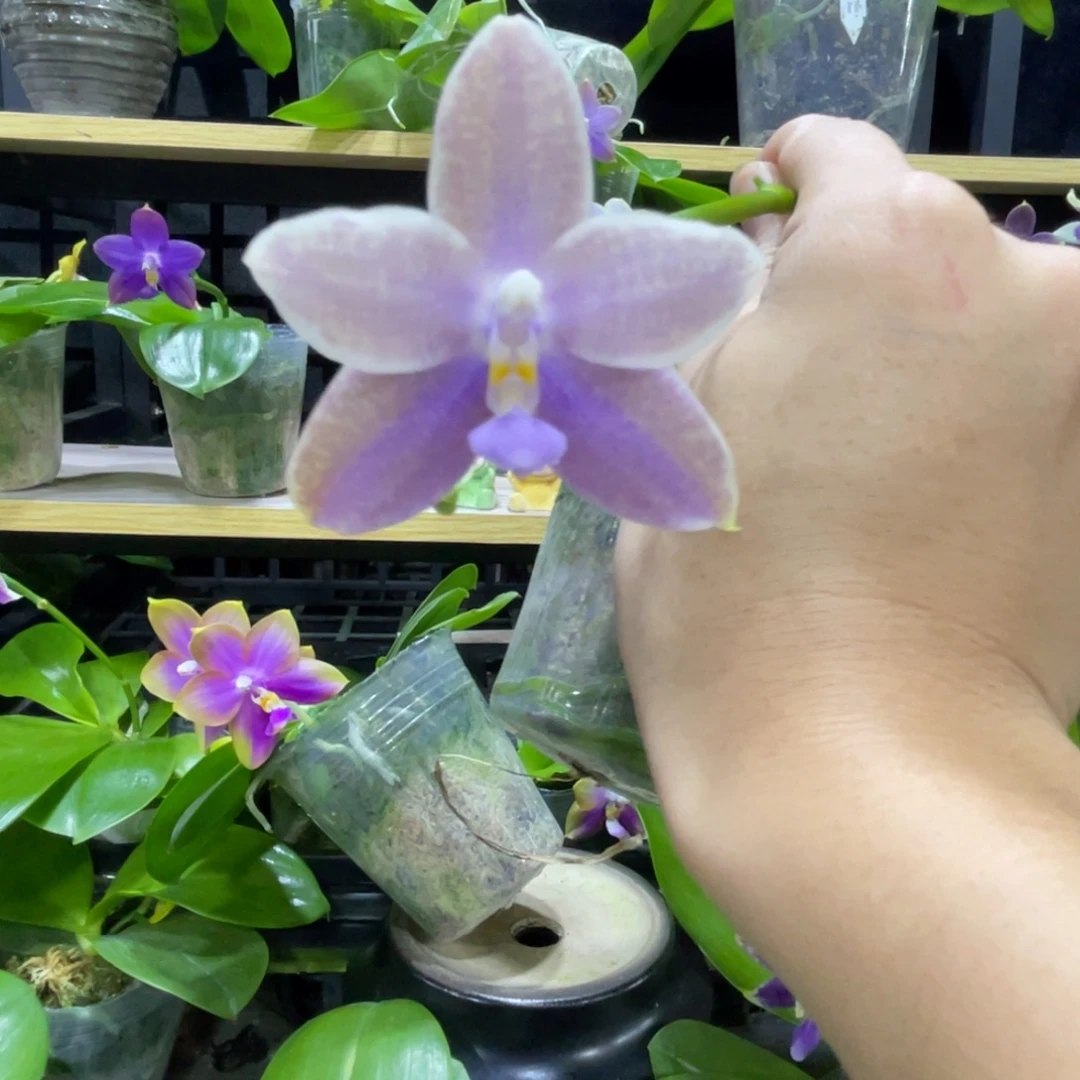 完全开放139叶瑕花期不保