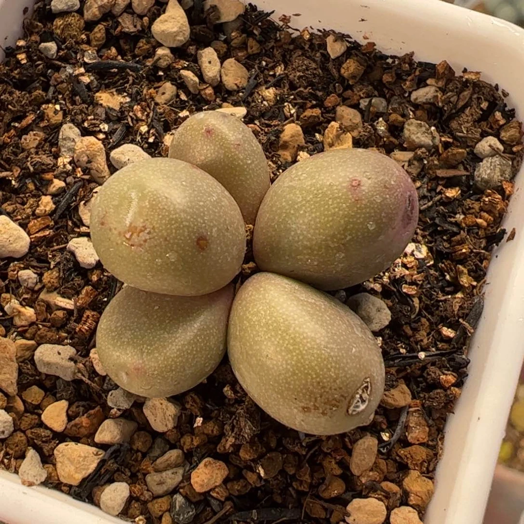 412多肉植物纤维