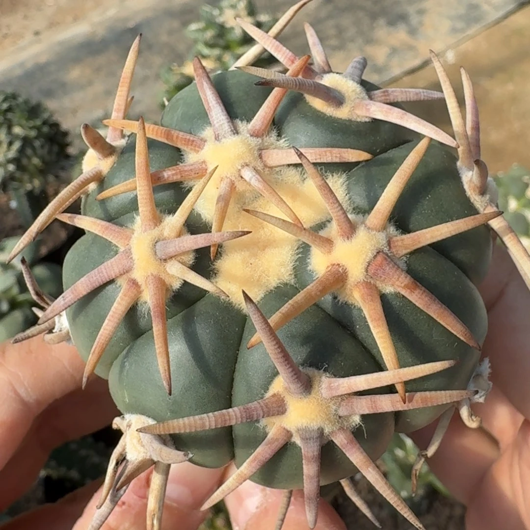 【闪购商品】白刺翠屏