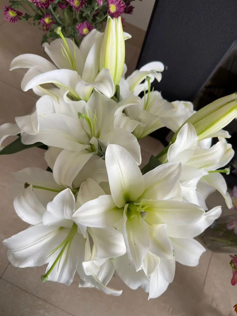 白天霸百合一头10支    云南基地鲜花直发  家养水养