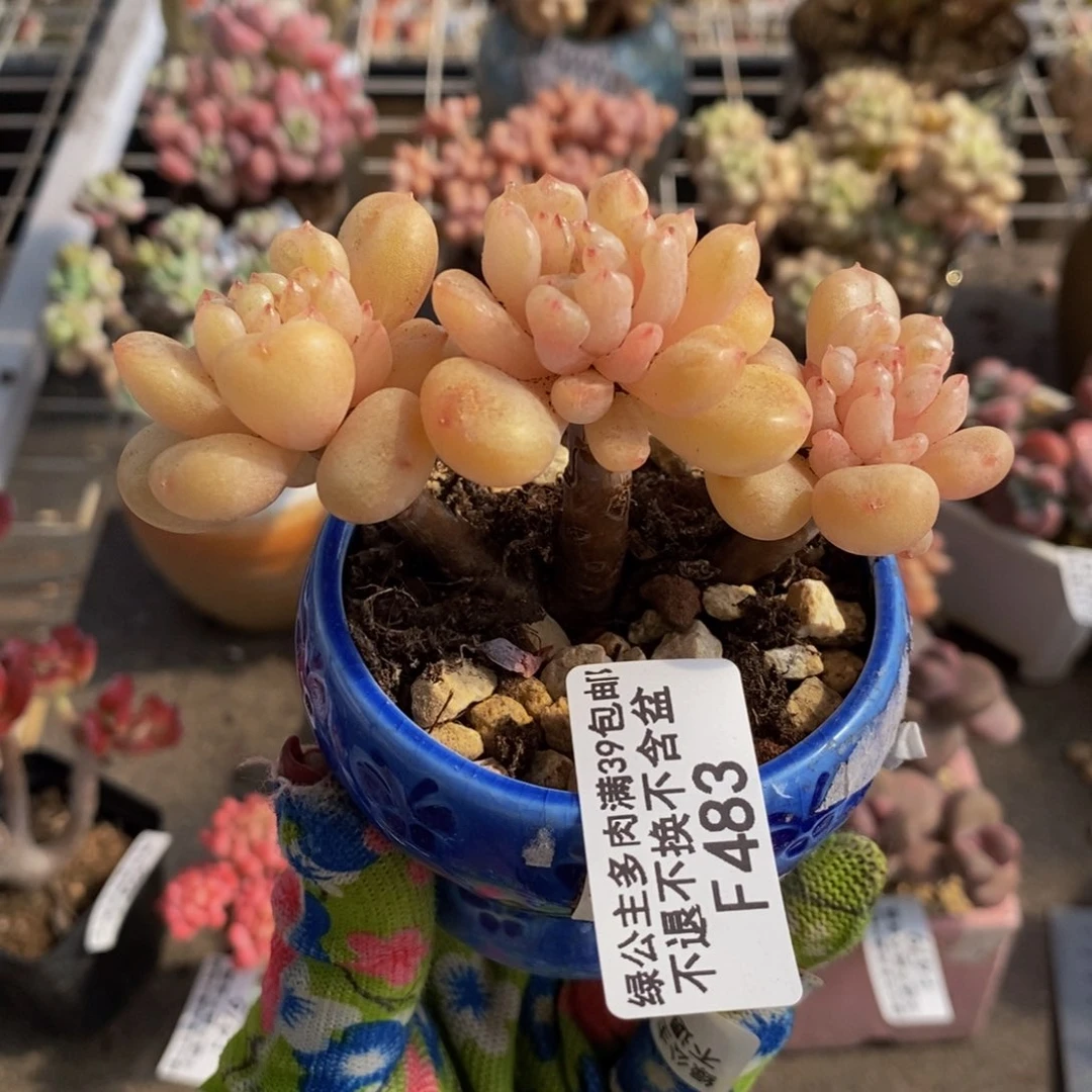 比尔盖茨483/7c m