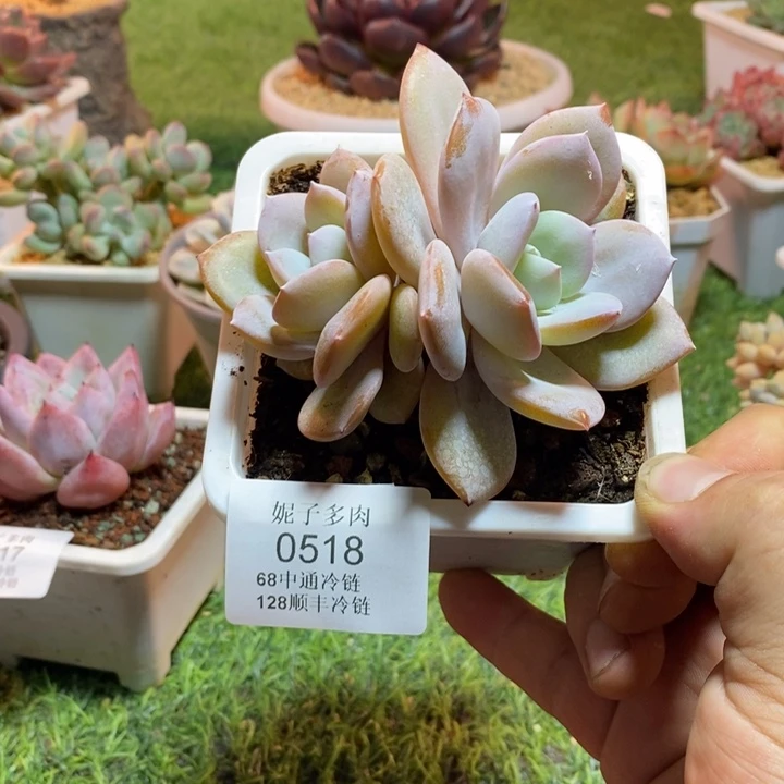 0518啊啊啊啊啊啊啊啊啊啊啊