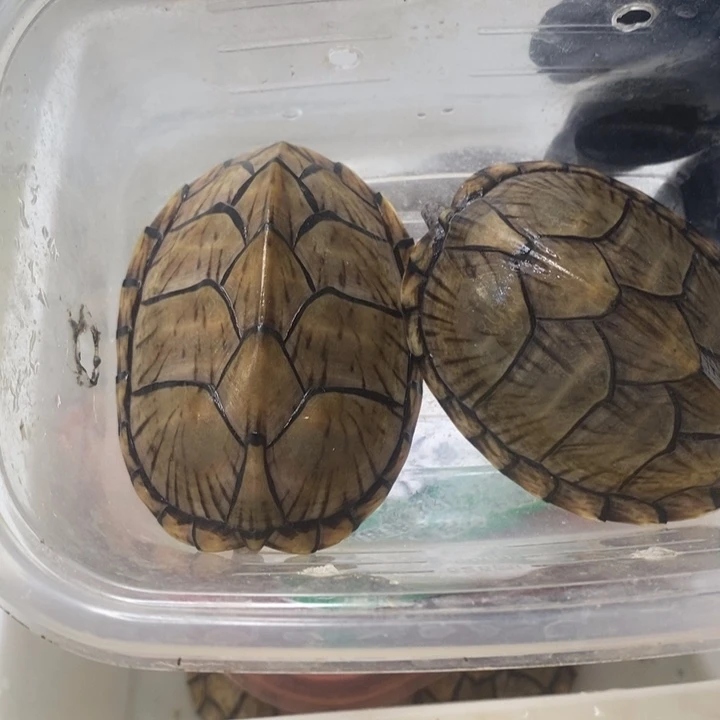 不分公母鱼*截刀龟