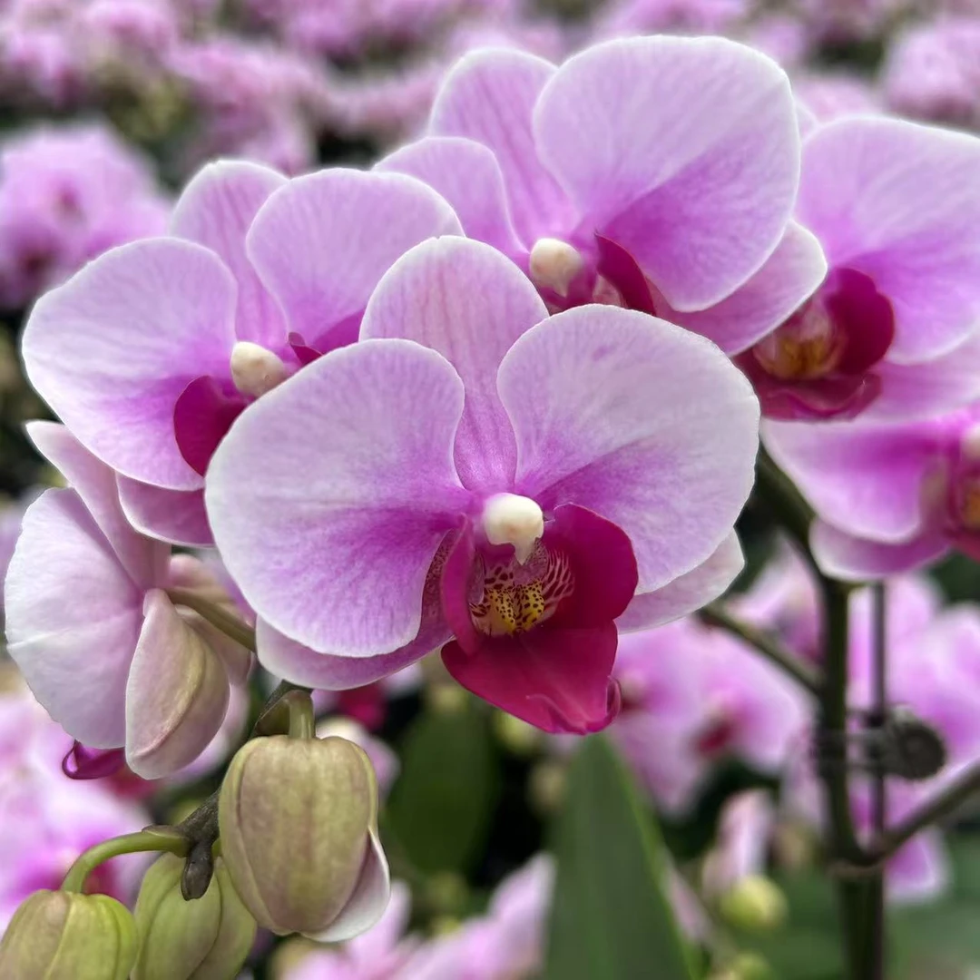 甄选（宝贝第二名）蝴蝶兰花卉鲜花 中花型  经久耐开 粉色渐变