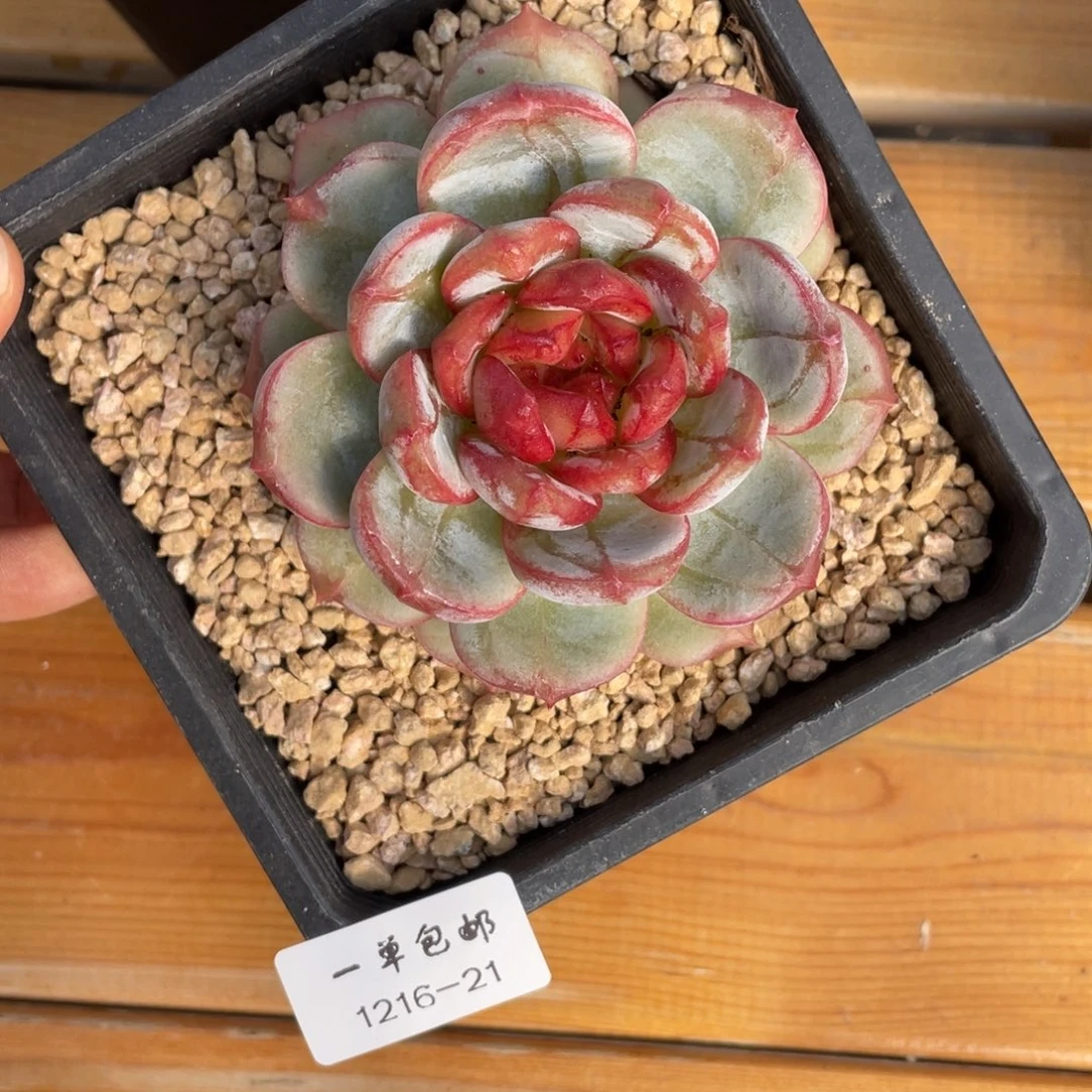 ＿****1216-21-长相思。。。。，。