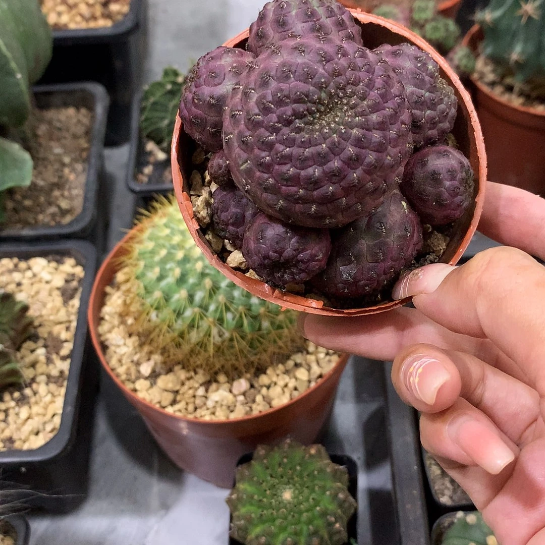 当前无花栽培后可以开花紫丽丸群生