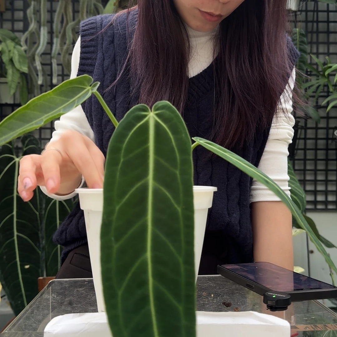 完全开放O49火鹤后