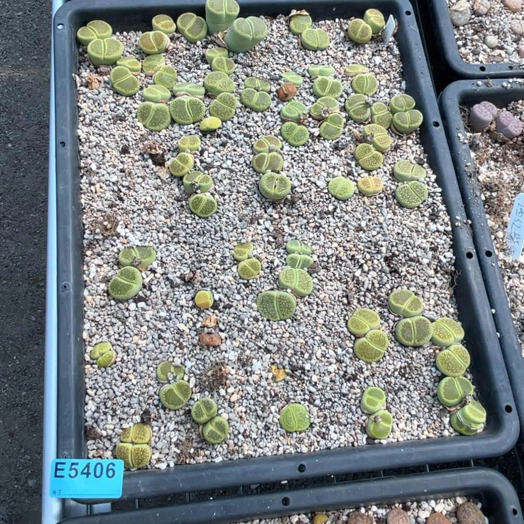 草***爆5406绿光阳不退不换不售后