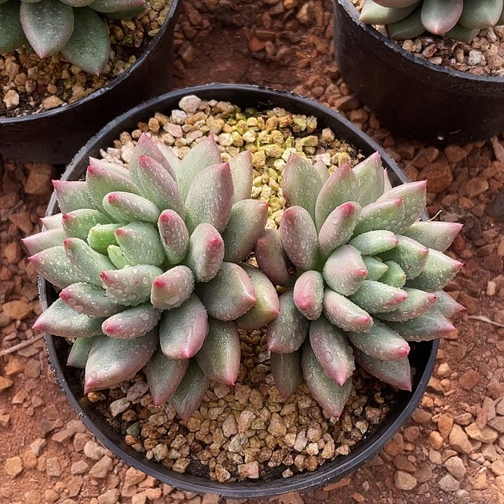 多肉植物、双头米其林