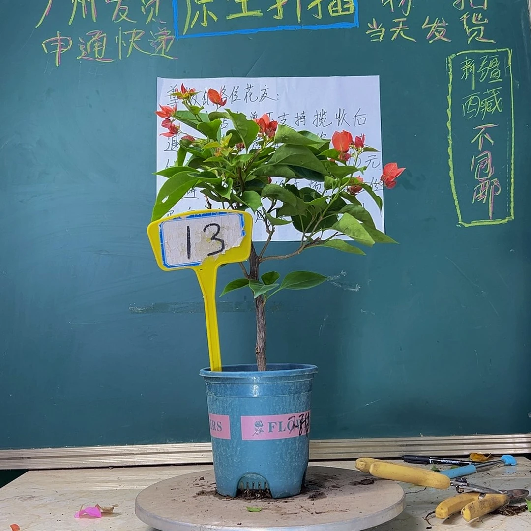 当前无花栽培后可以开花  不甜西瓜 13