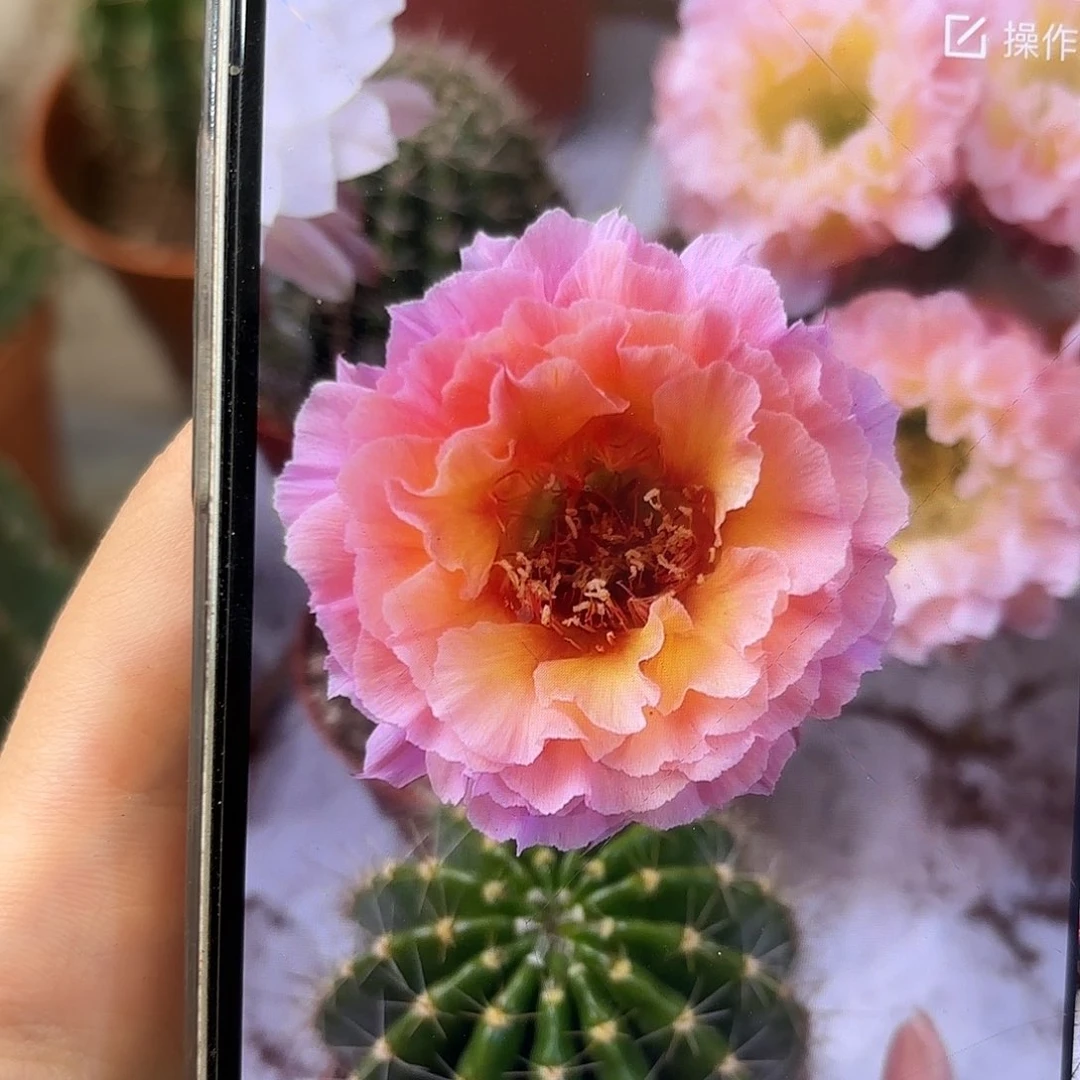 彩草青鸾火凤3.5公分侧牙