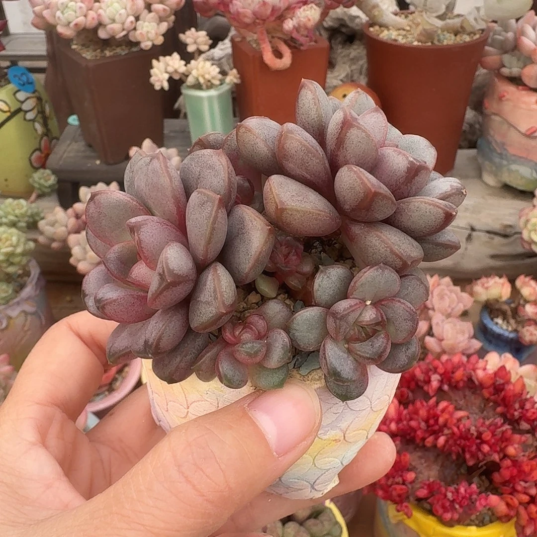 葡萄 多肉含盆土 一物一拍