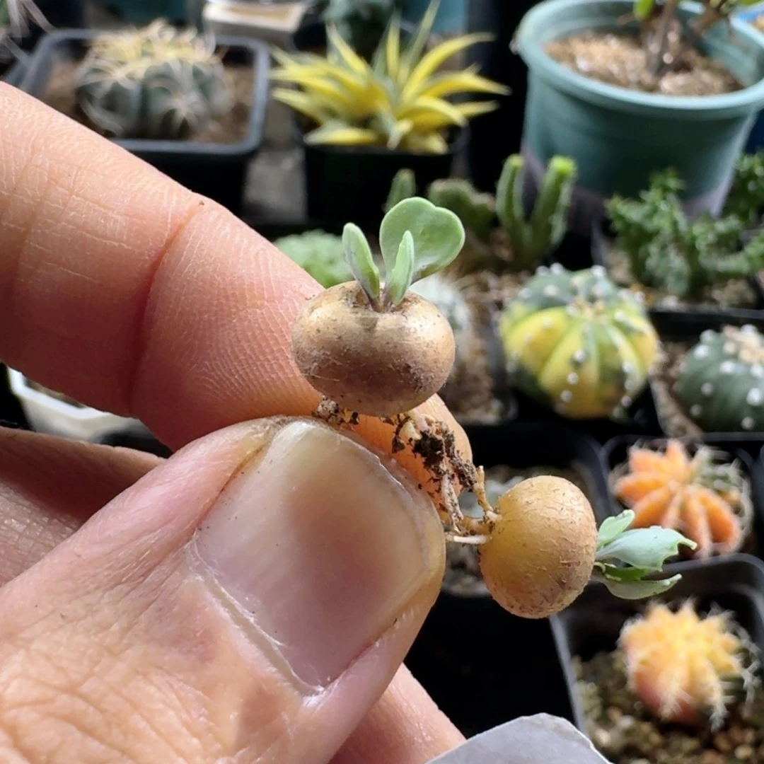 600超迷你格加厚敦菊脱土发货一个随机0.6-0.8cm