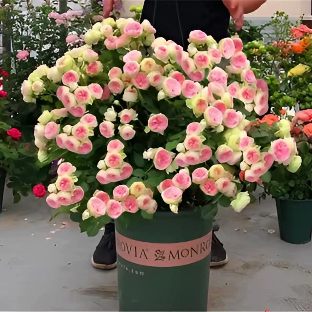 欧月 母本 欧月超大杯 庭院绿化