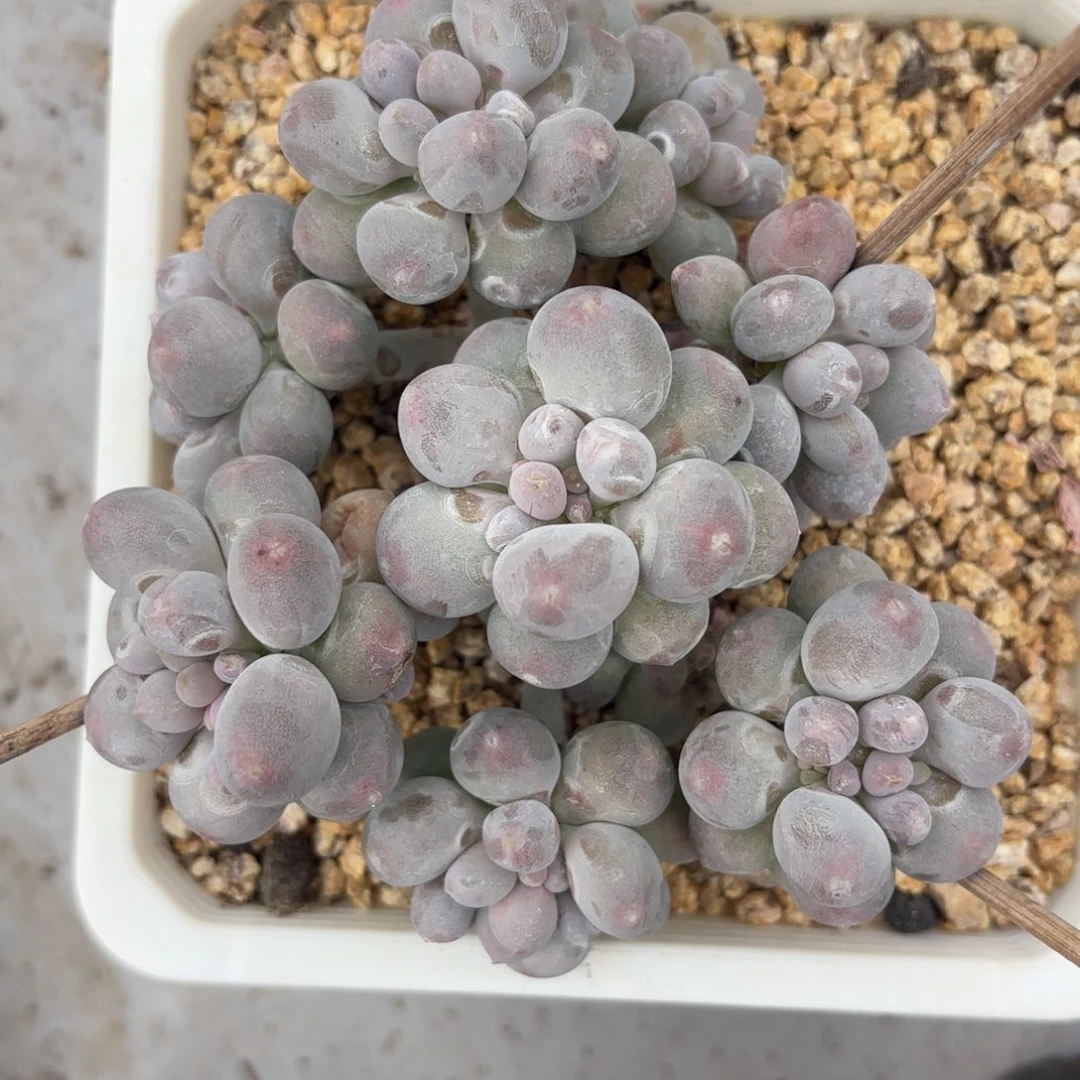 安***身奶酪杂交捧花安静专拍