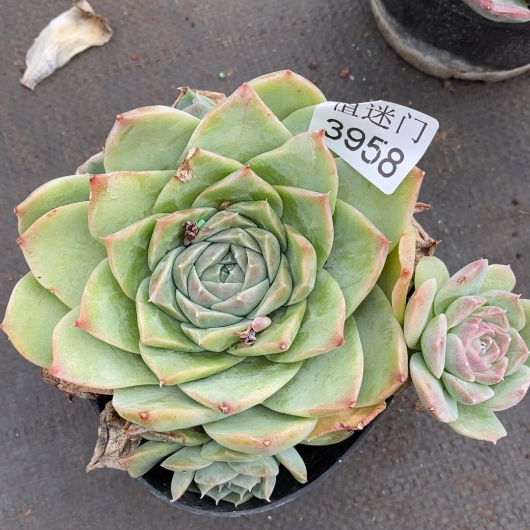 清***妈杂交精品多肉3958~13厘米