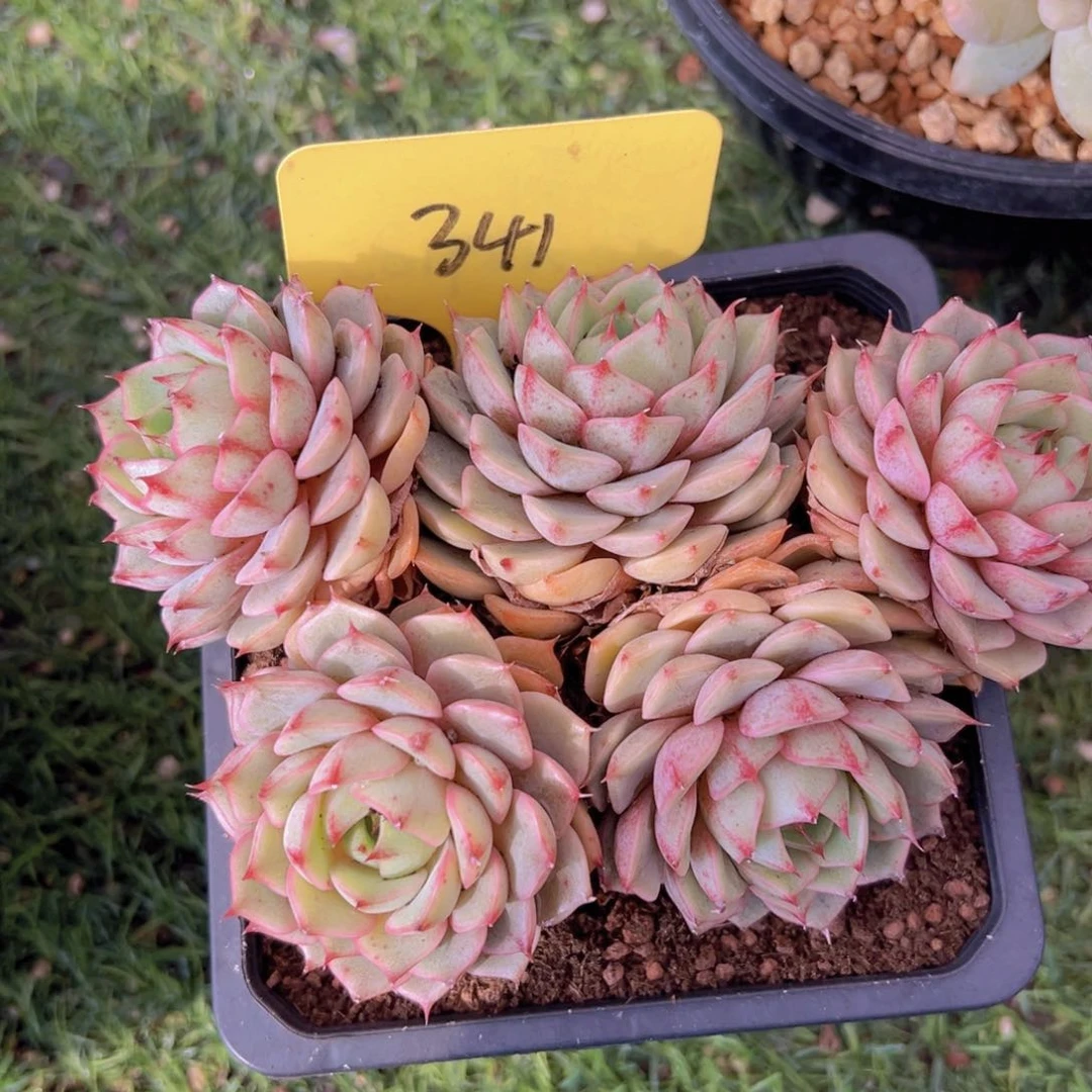 香玉的故事是一个人