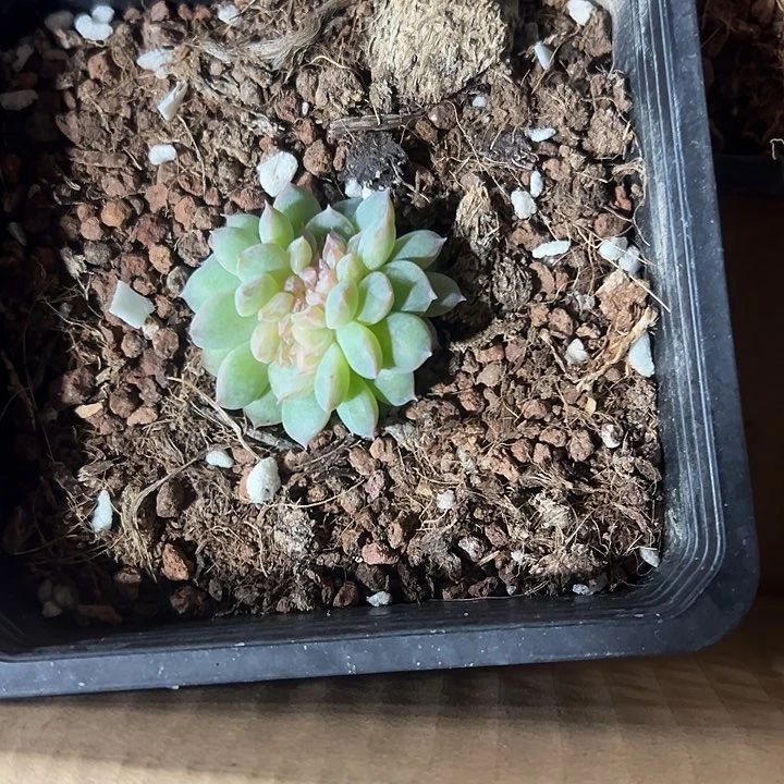 缀化多肉植物大战僵尸