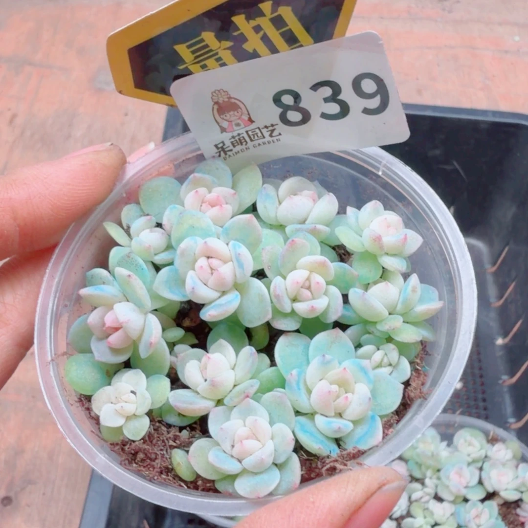 多肉植物多肉植物