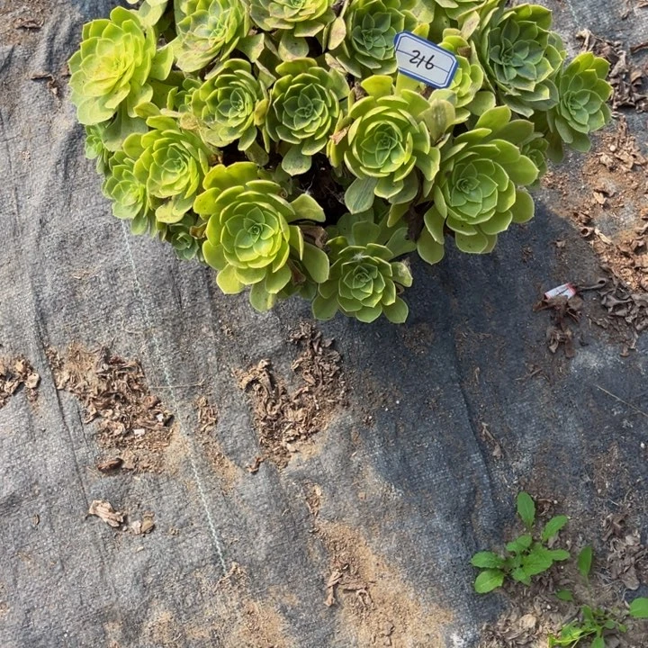 216雨荷多肉植物法师