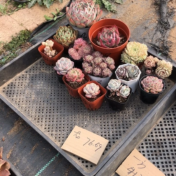 龙龙多肉。山东临沂