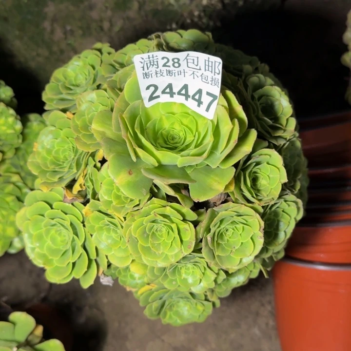24447南琉璃多肉植物