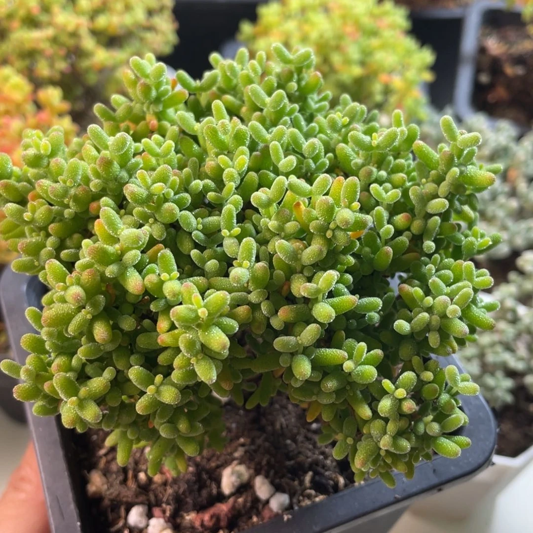 蜜桔。