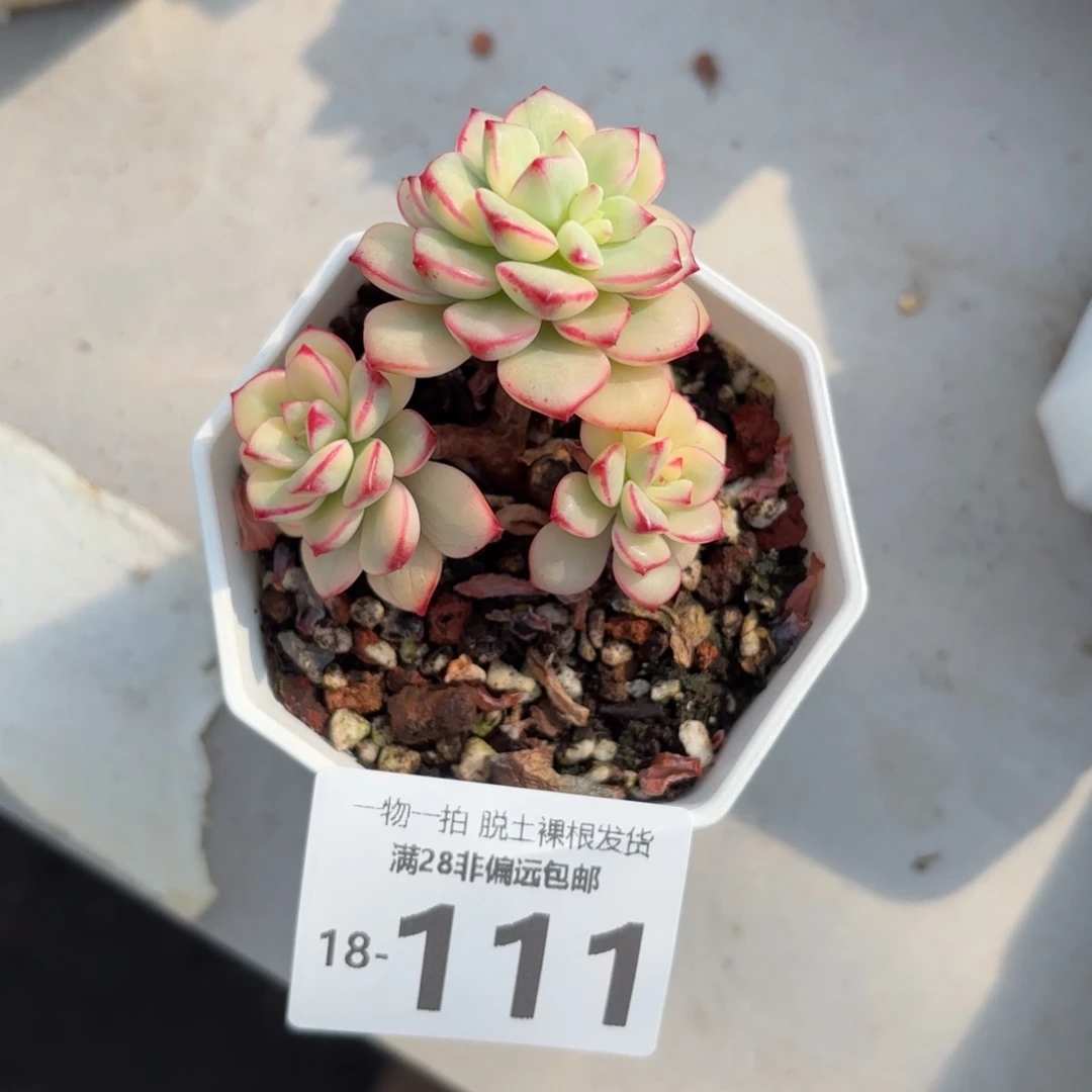 探戈锦有砍多肉多肉多肉