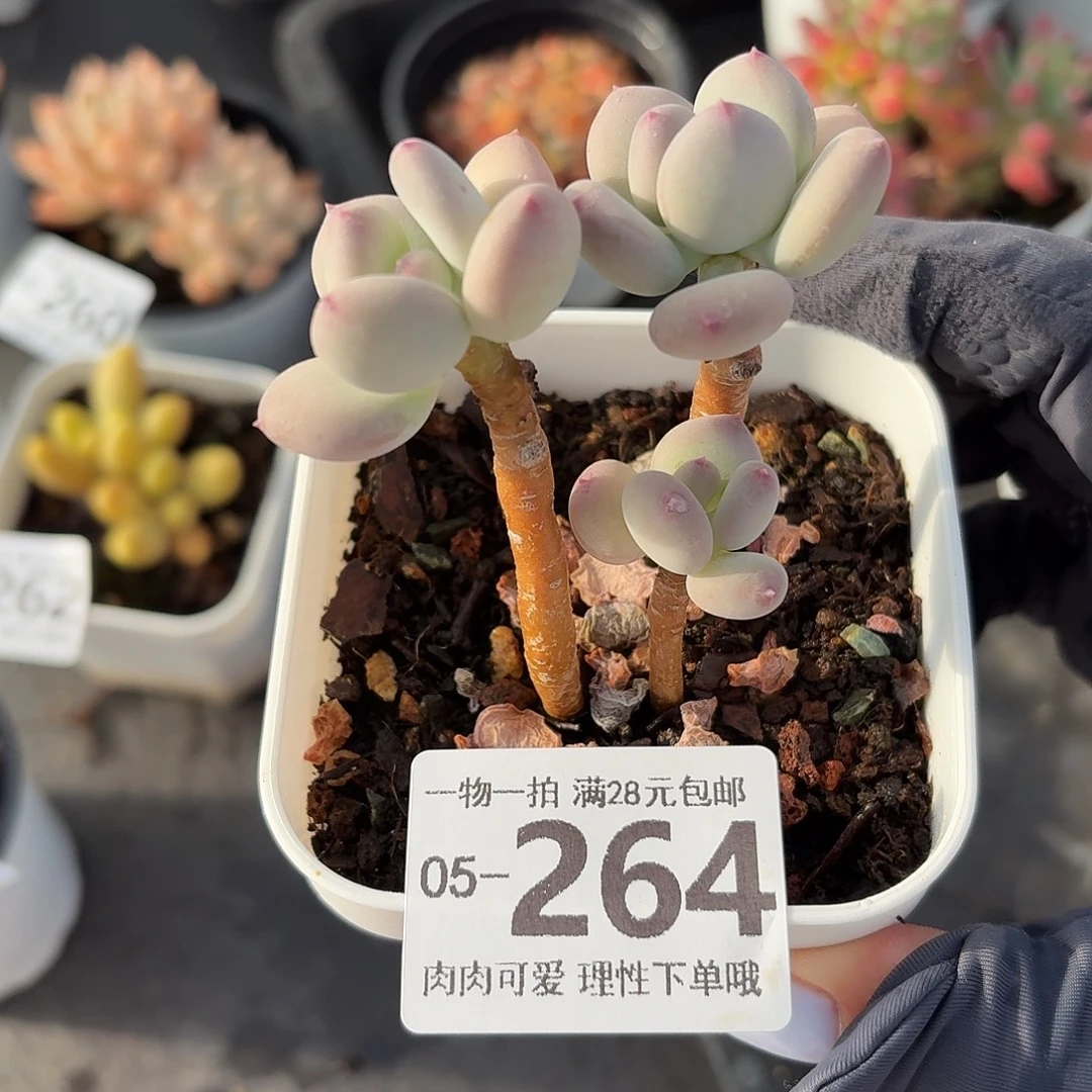 苹果奶无无盆土发货无盆